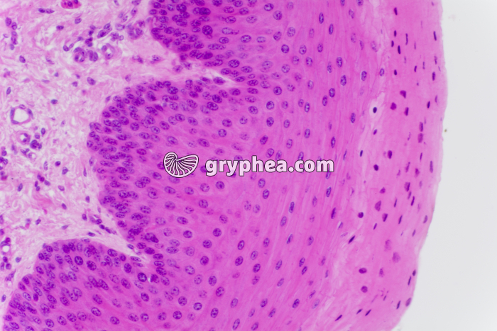 Vagin x100 - gryphea.com